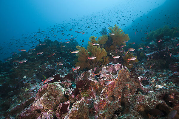 Shoal of Pacific Creolefish, Paranthias colonus, Punta Vicente Roca, Isabela Island, Galapagos, Ecuador