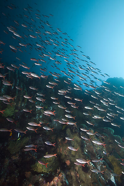 Shoal of Pacific Creolefish, Paranthias colonus, Punta Vicente Roca, Isabela Island, Galapagos, Ecuador