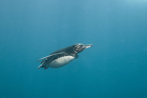 Galapagos Pinguin, Spheniscus mendiculus, Punta Vicente Roca, Isabela Island, Galapagos, Ecuador