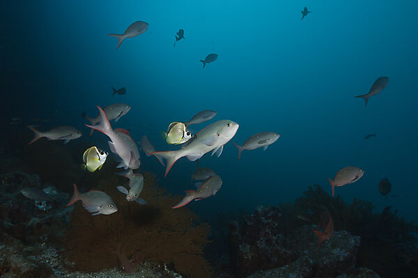 Barberfishes clean Pacific Creolefish, Johnrandallia nigrirostris, Punta Vicente Roca, Isabela Island, Galapagos, Ecuador