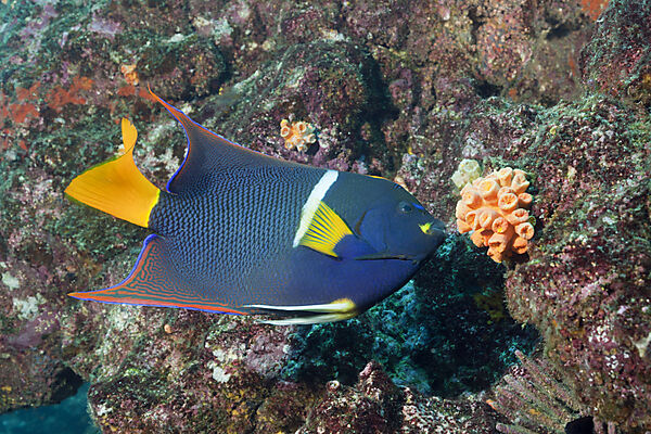 King Angelfish, Holacanthus passer, Cabo Marshall, Isabela Island, Galapagos, Ecuador
