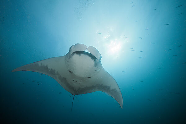 Reef Manta, Manta alfredi, Cabo Marshall, Isabela Island, Galapagos, Ecuador
