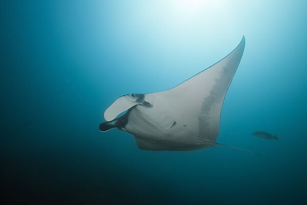 Reef Manta, Manta alfredi, Cabo Marshall, Isabela Island, Galapagos, Ecuador