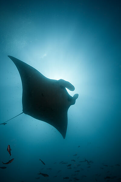Reef Manta, Manta alfredi, Cabo Marshall, Isabela Island, Galapagos, Ecuador