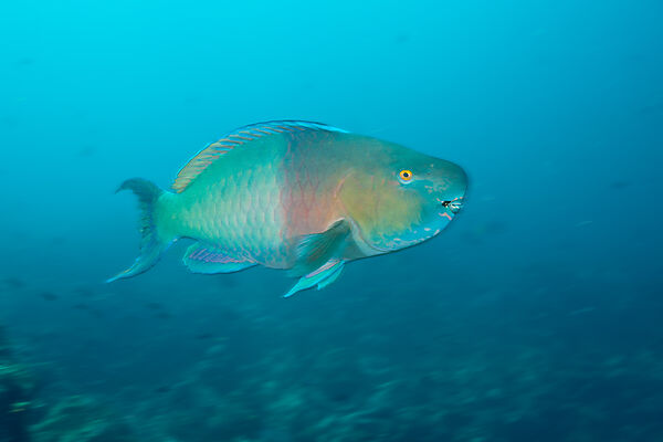 Bicolor Parrotfish, Scarus rubroviolaceus, Cabo Marshall, Isabela Island, Galapagos, Ecuador