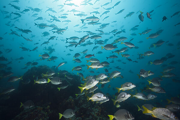 Shoal of Burrito Grunt, Anisotremus interruptus, Cabo Marshall, Isabela Island, Galapagos, Ecuador