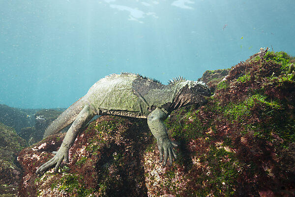 Marine Iguana feeding at Sea, Amblyrhynchus cristatus, Cabo Douglas, Fernandina Island, Galapagos, Ecuador