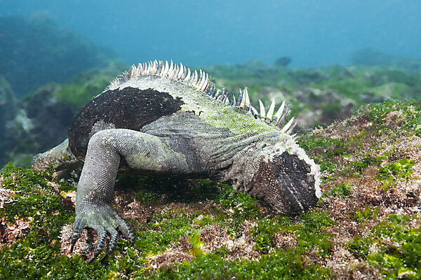 Marine Iguana feeding at Sea, Amblyrhynchus cristatus, Cabo Douglas, Fernandina Island, Galapagos, Ecuador