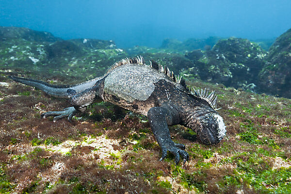 Marine Iguana feeding at Sea, Amblyrhynchus cristatus, Cabo Douglas, Fernandina Island, Galapagos, Ecuador