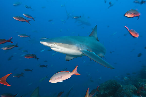 Galapagos Shark, Carcharhinus galapagensis, Wolf Island, Galapagos, Ecuador
