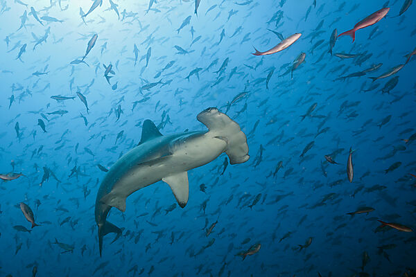Scalloped Hammerhead Shark, Sphyrna lewini, Arch, Darwin Island, Galapagos, Ecuador