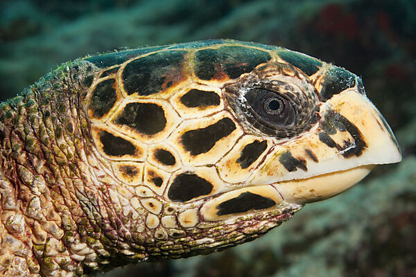 Echte Karettschildkroete, Eretmochelys imbricata, Felidhu Atoll, Malediven