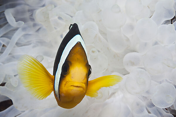 Clarks Anemonenfisch, Amphiprion clarkii, Felidhu Atoll, Malediven