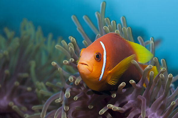 Malediven-Anemonenfisch, Amphiprion nigripes, Felidhu Atoll, Malediven