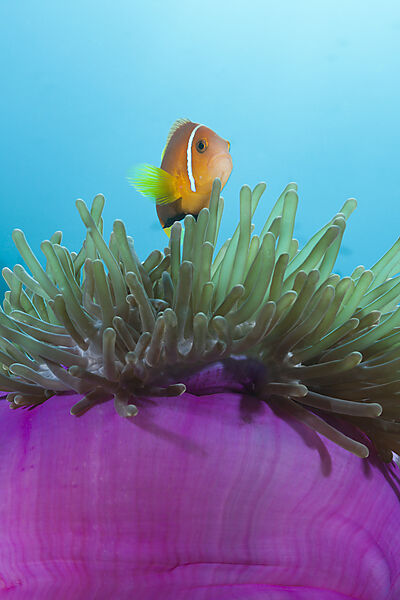 Malediven-Anemonenfisch, Amphiprion nigripes, Felidhu Atoll, Malediven