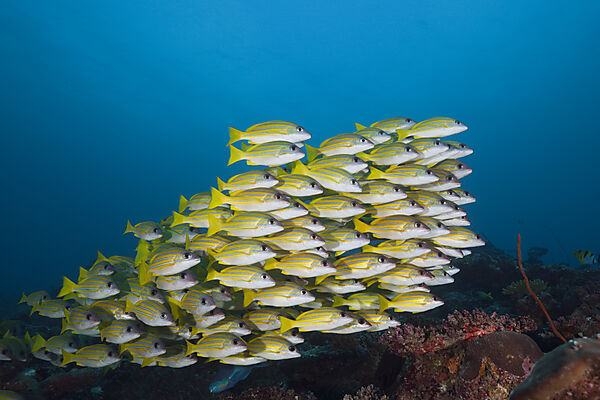 Schwarm Blaustreifen-Schnapper, Lutjanus kasmira, Sued Male Atoll, Malediven