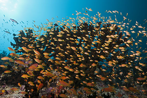 Juwelen-Fahnenbarsche am Riff, Pseudanthias squamipinnis, Sued Male Atoll, Malediven