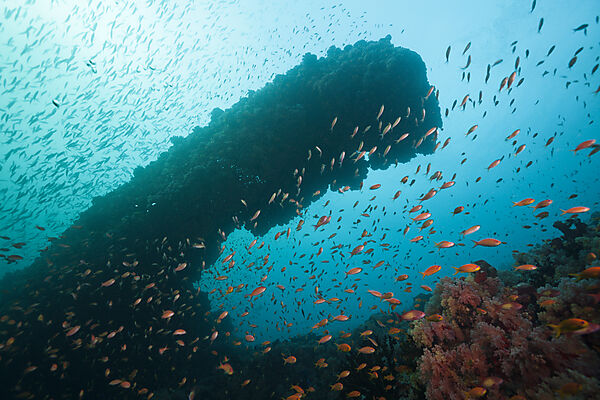 Juwelen-Fahnenbarsche am Riff, Pseudanthias squamipinnis, Nord Male Atoll, Malediven