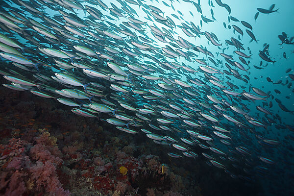 Schwarm Neon-Fuesiliere ueber Riff, Pterocaesio tile, Nord Male Atoll, Malediven