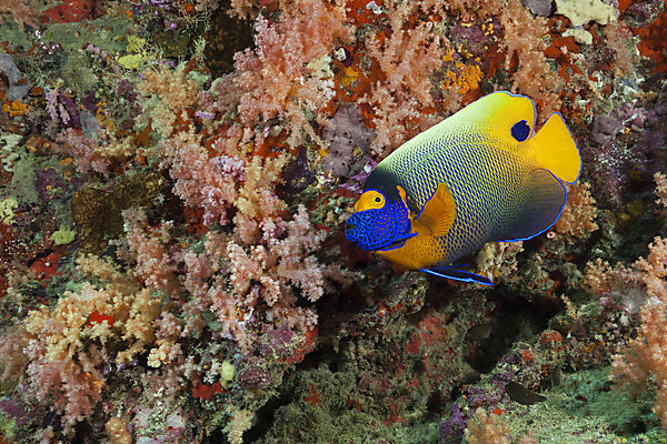 Blaukopf-Kaiserfisch, Pomacanthus xanthometopon, Nord Male Atoll, Malediven