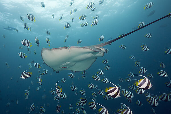Lila Peitschenschwanz, Pateobatis fai, Nord Male Atoll, Malediven