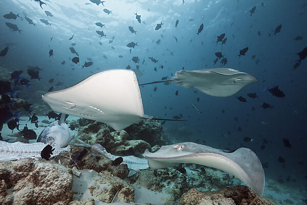 Lila Peitschenschwanz, Pateobatis fai, Nord Male Atoll, Malediven
