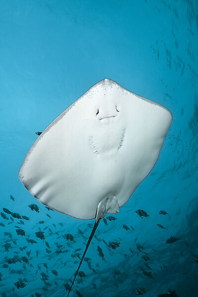 Lila Peitschenschwanz, Pateobatis fai, Nord Male Atoll, Malediven