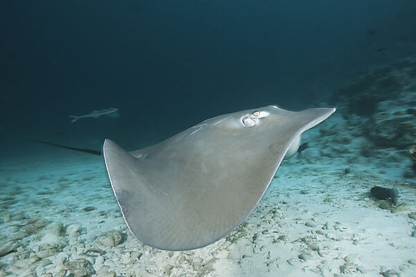 Lila Peitschenschwanz, Pateobatis fai, Nord Male Atoll, Malediven