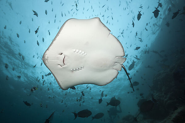 Lila Peitschenschwanz, Pateobatis fai, Nord Male Atoll, Malediven