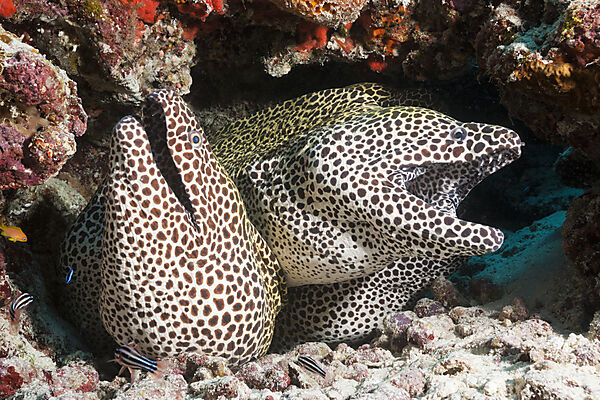 Vier Grosse Netzmuraenen, Gymnothorax favagineus, Nord Male Atoll, Malediven