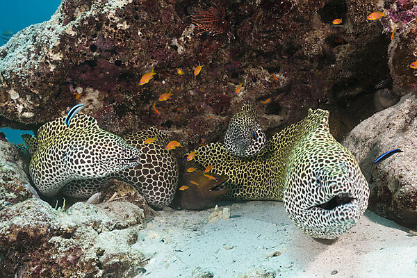 Grosse Netzmuraenen, Gymnothorax favagineus, Nord Male Atoll, Malediven