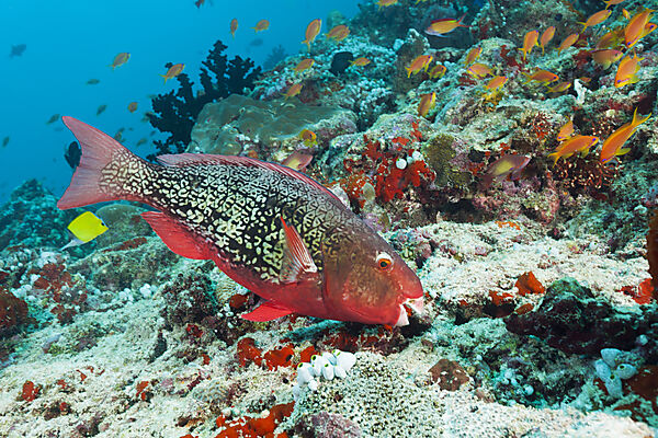 Nasenhoecker-Papageifisch, Scarus rubroviolaceus, Nord Male Atoll, Malediven