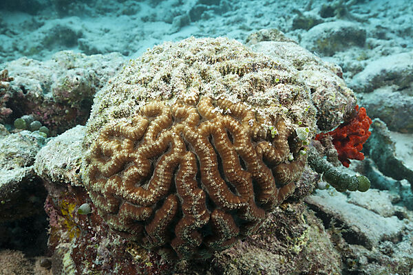 Korallenbleiche auf Riffdach, Nord Male Atoll, Malediven