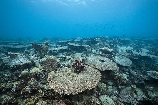 Korallenbleiche auf Riffdach, Nord Male Atoll, Malediven