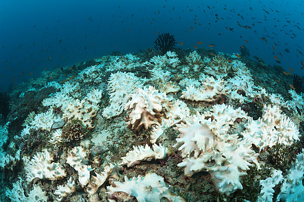 Korallenbleiche auf Riffdach, Felidhu Atoll, Malediven