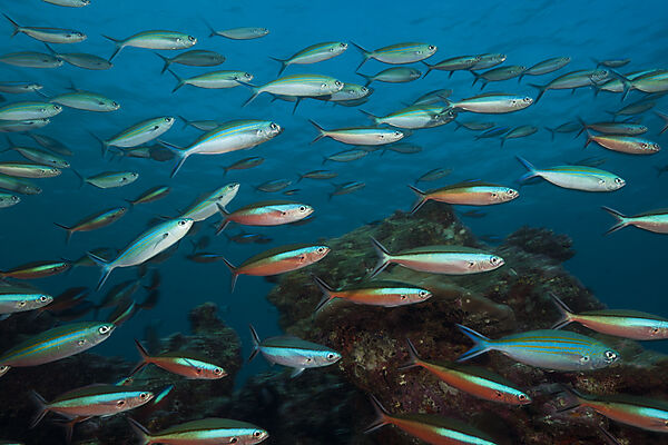 Schwarm Neon-Fuesiliere ueber Riff, Pterocaesio tile, Sued Male Atoll, Malediven