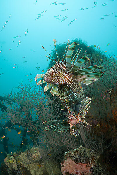 Rotfeuerfische am Kuda Giri Wrack, Pterois miles, Sued Male Atoll, Malediven