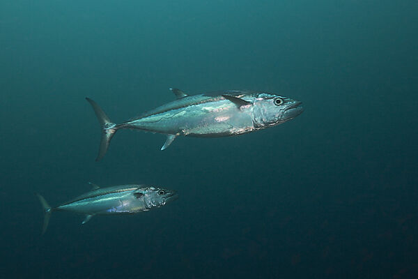 Einfarben-Thunfische, Gymnosarda unicolor, Sued Male Atoll, Malediven