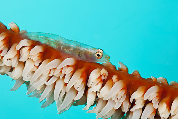 Peitschenkorallen-Zwerggrundel, Bryaninops youngei, Sued Male Atoll, Malediven