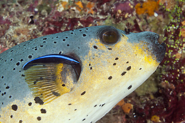 Blackspotted Puffer and Cleaner Wrasse, Arothron nigropunctatus, South Male Atoll, Maldives