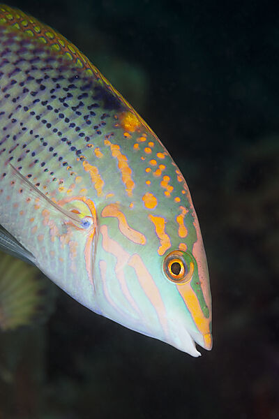 Schachbrett-Lippfisch, Halichoeres hortulans, Sued Male Atoll, Malediven