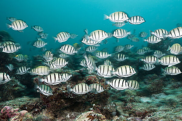 Schwarm Gitter-Doktorfische, Acanthurus triostegus, Sued Male Atoll, Malediven