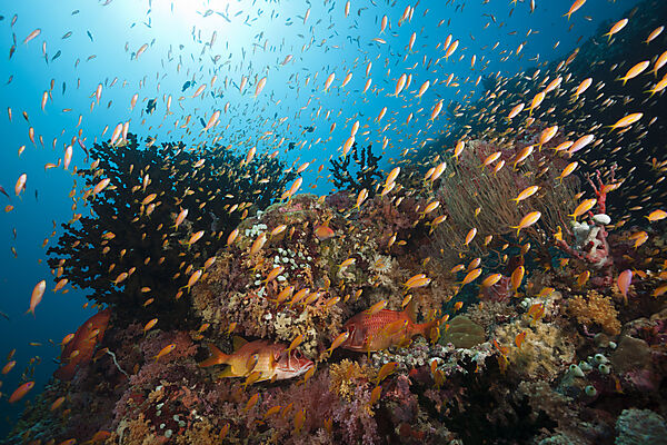 Buntes Korallenriff, Sued Male Atoll, Malediven