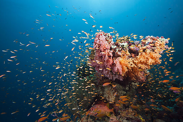Buntes Korallenriff, Sued Male Atoll, Malediven