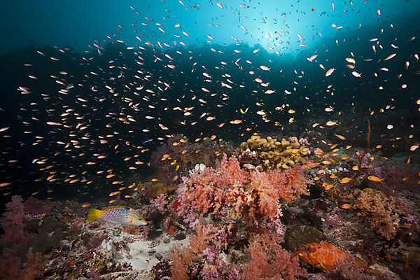 Buntes Korallenriff, Felidhu Atoll, Malediven