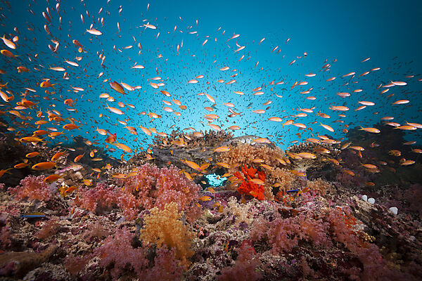 Buntes Korallenriff, Felidhu Atoll, Malediven