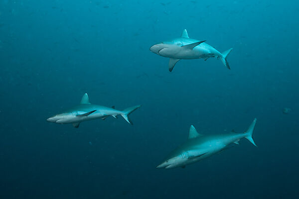 Grey Reef Shark, Carcharhinus amblyrhynchos, South Male Atoll, Maldives