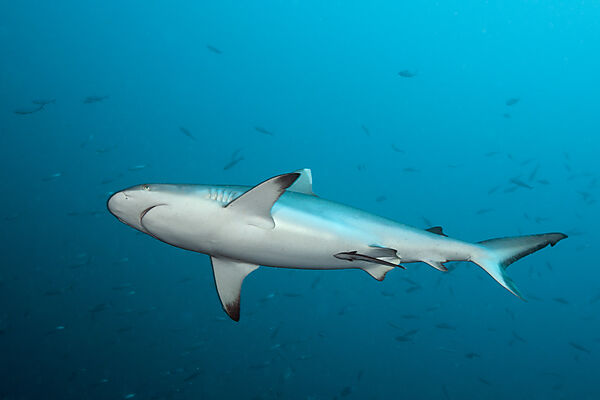 Grey Reef Shark, Carcharhinus amblyrhynchos, South Male Atoll, Maldives