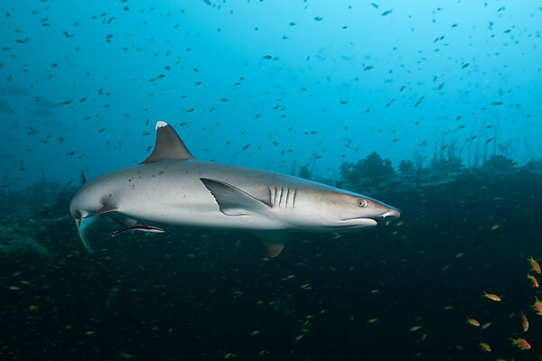 Weissspitzen-Riffhai, Triaenodon obesus, Felidhu Atoll, Malediven
