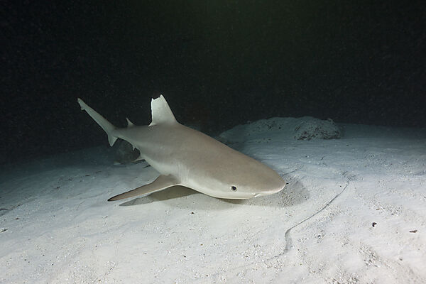 Schwarzspitzen-Riffhai, Carcharhinus melanopterus, Felidhu Atoll, Malediven